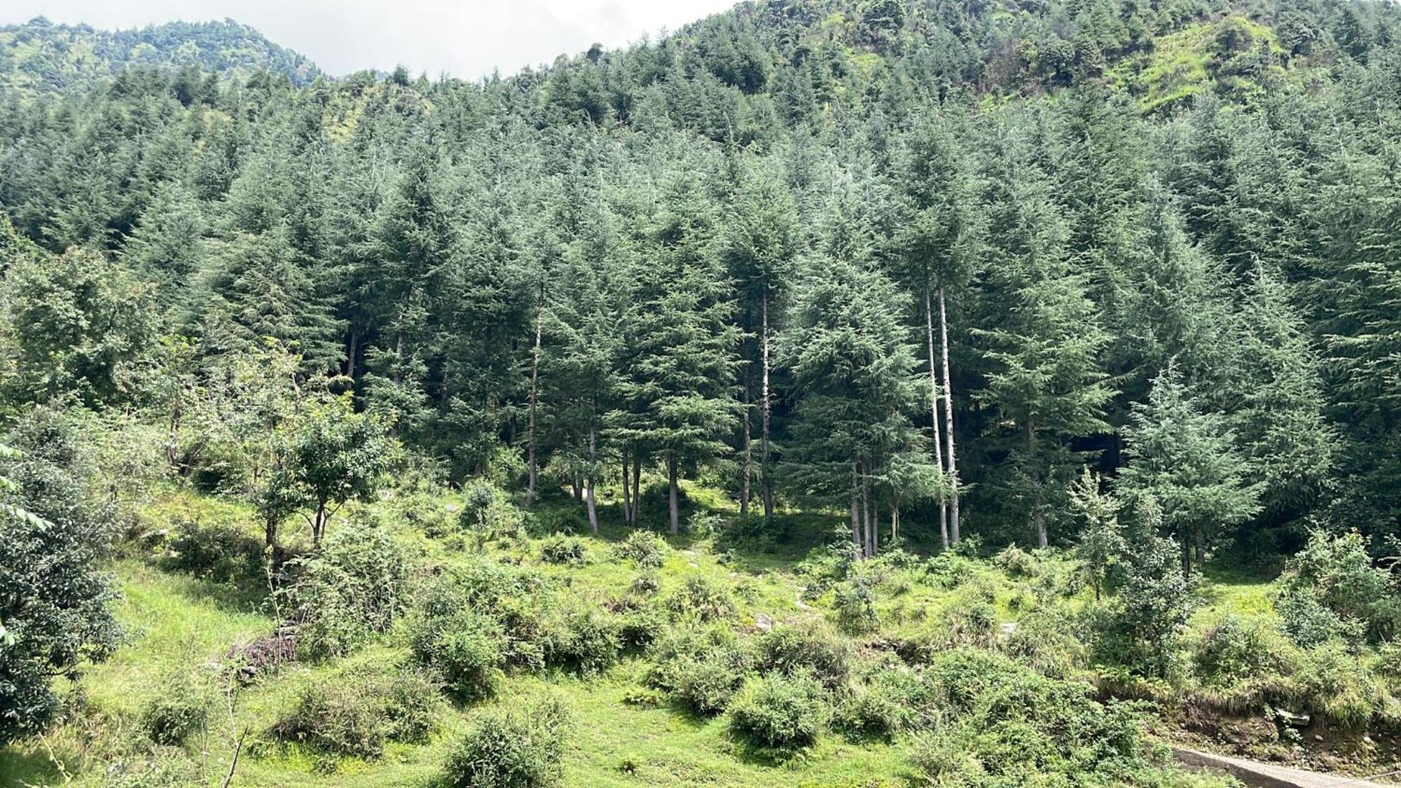 Oasis Guest House Bhagsu D'Shala Dharamshala Bagian luar foto